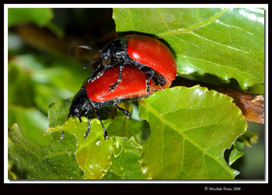 piccoli coleotteri (1cm circa) -  Chrysomela populi